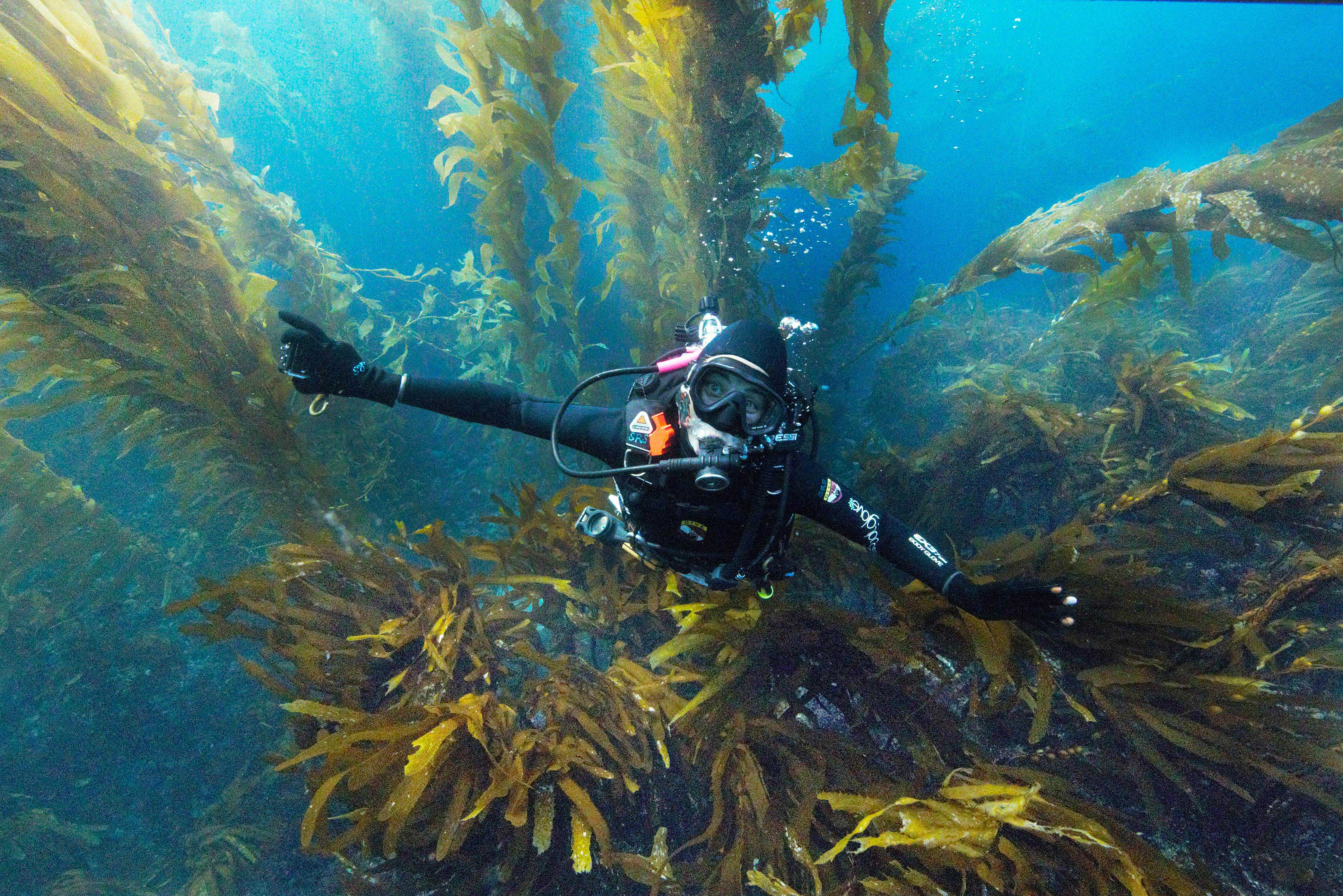 Top view of diver swimming up in kelp forest