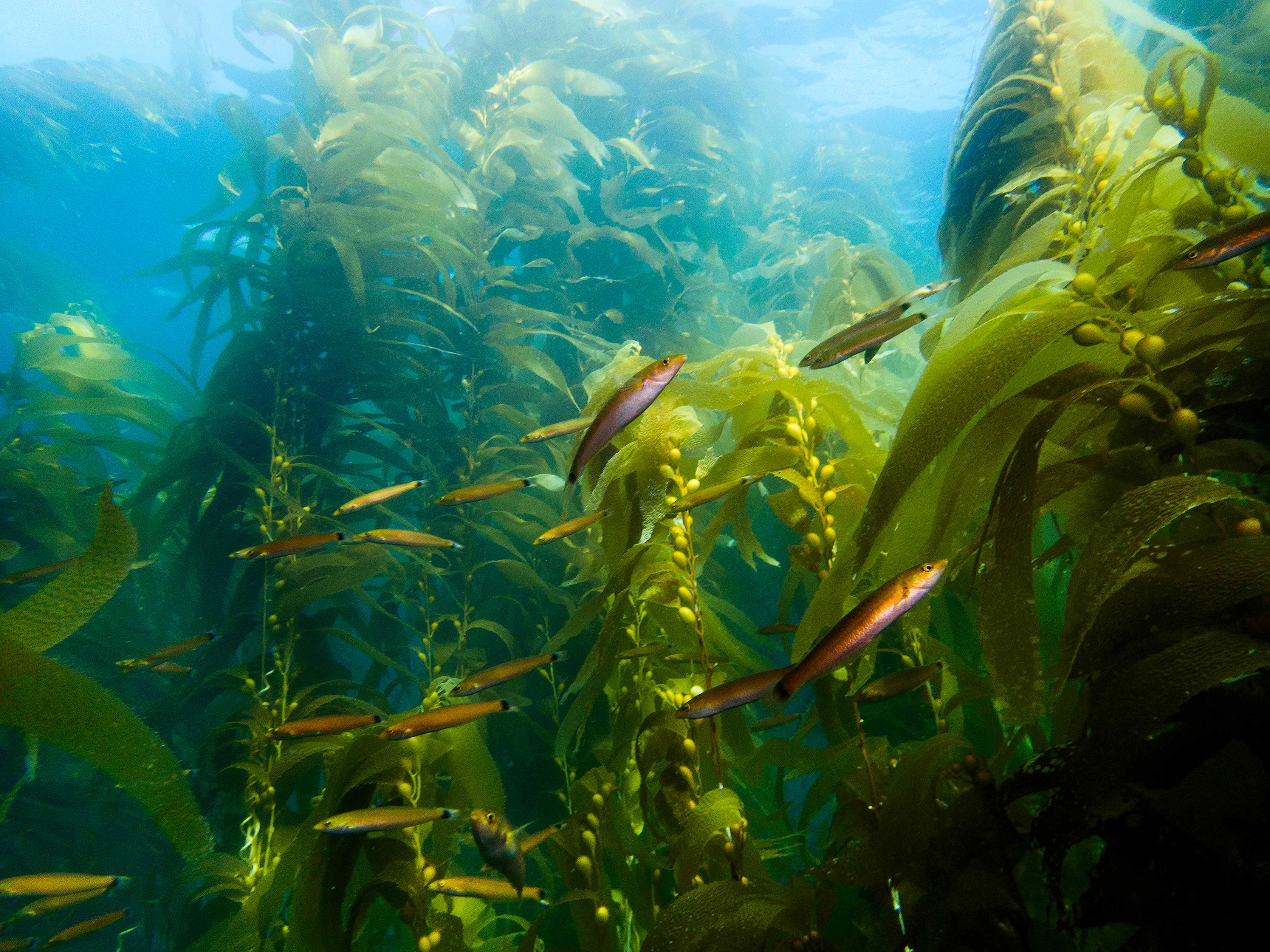 Giant kelp forest populated by kelp fish