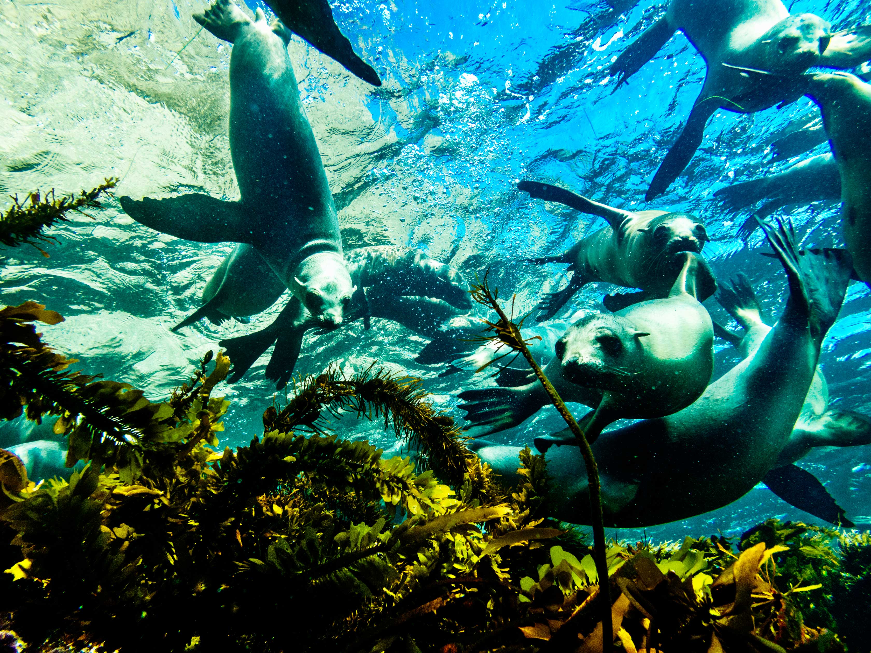 Group of sea lions playing