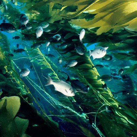 fish swim in giant kelp forest