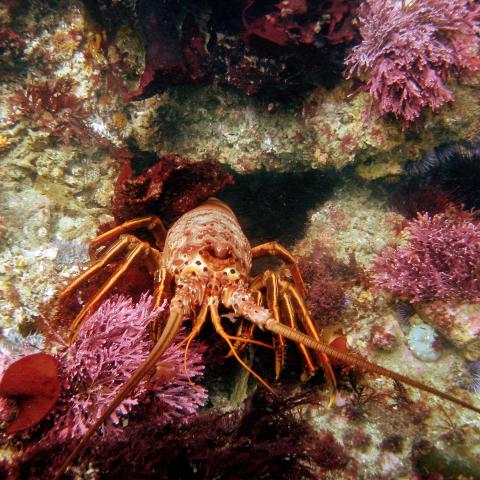 Spiny lobster in rocky sea floor