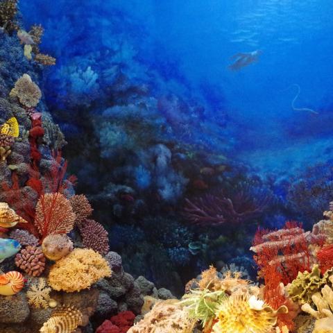 image of a coral reef
