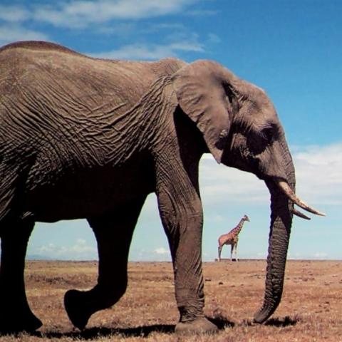 African elephant and reticulated giraffe, shown small between elephant foreleg and trunk