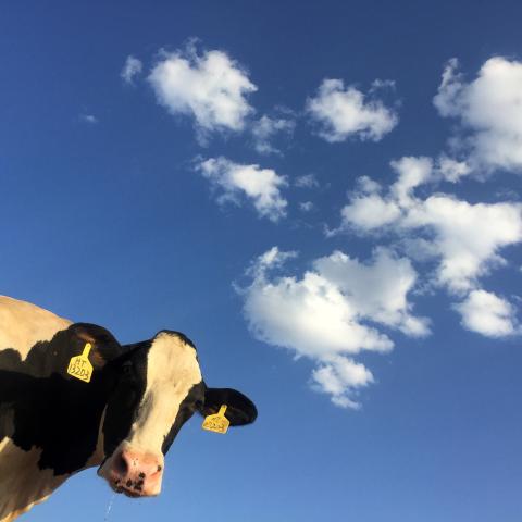 cow face against a background with blue sky, and white clouds