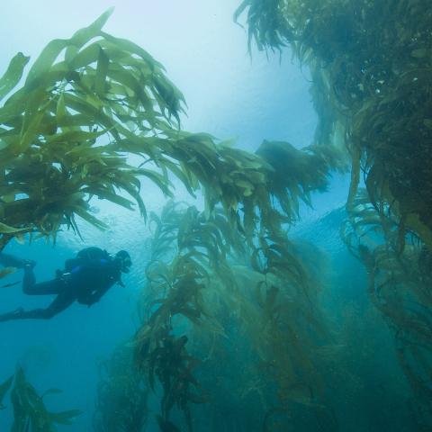 Scuba diver swimming by giant kelp