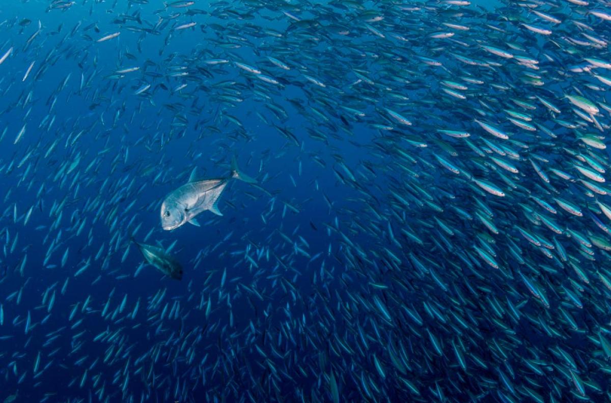 Two trevally swim through a school of forage fish