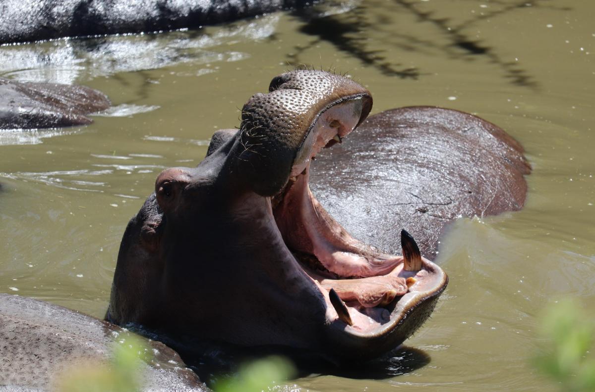 hippopotamus opening its mouth