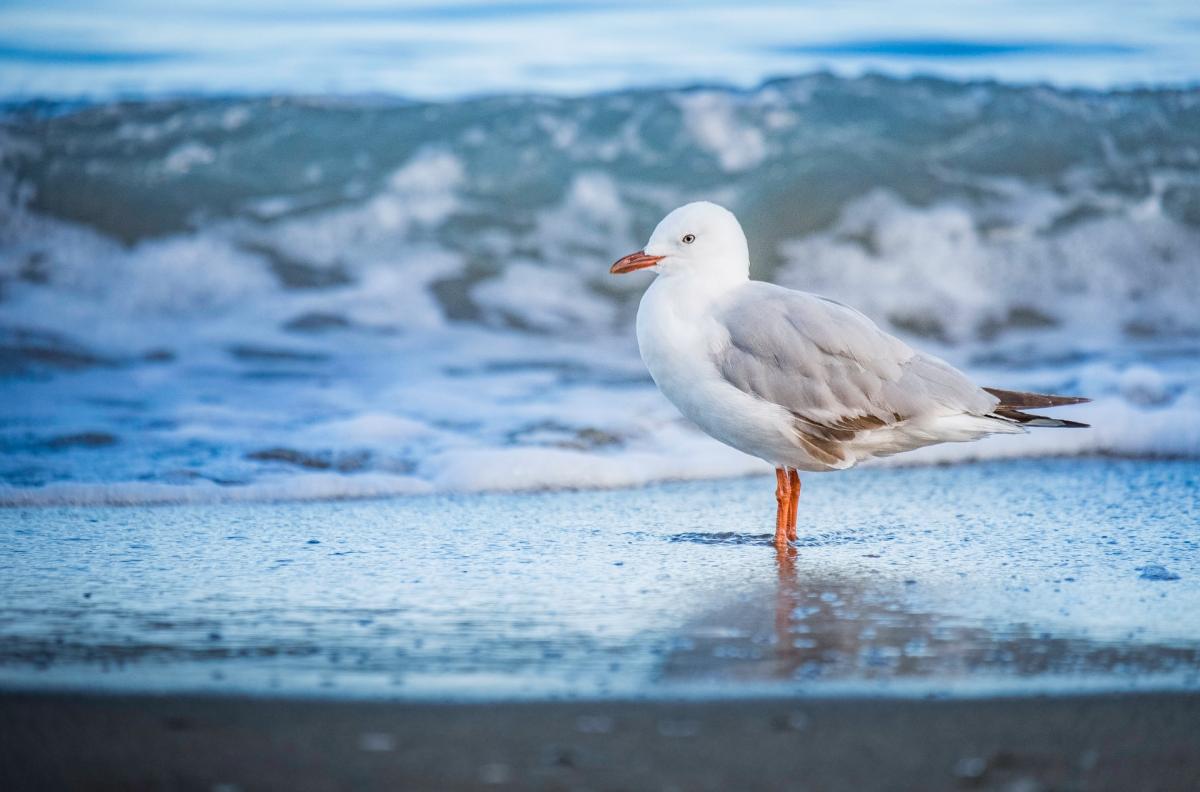 sea gull standing on beach sand